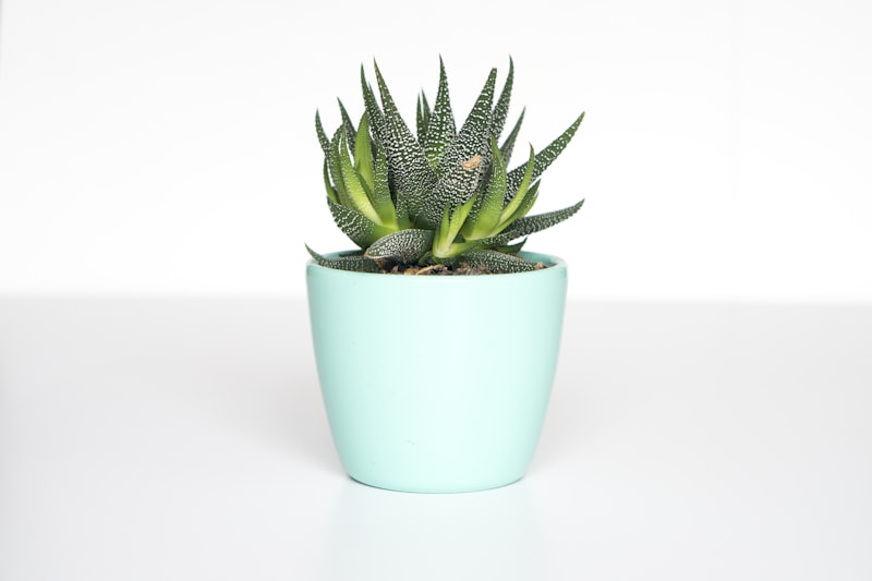 Indoor houseplants and planters